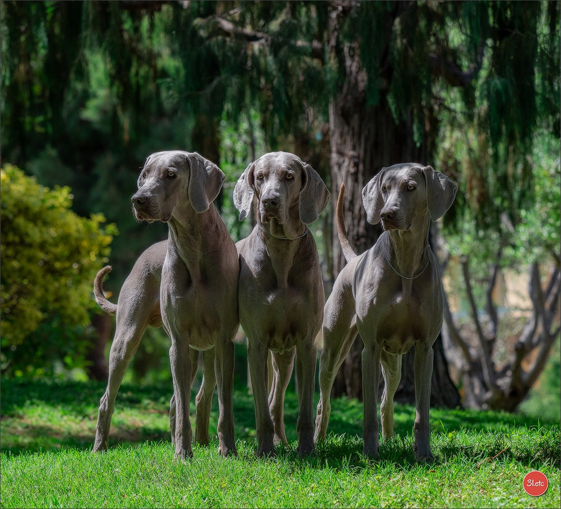 Expo canine 🇲🇨  Monaco 10-11/05/2025. Photographe à Strasbourg | Portraits, Studio, Enfants, Événements