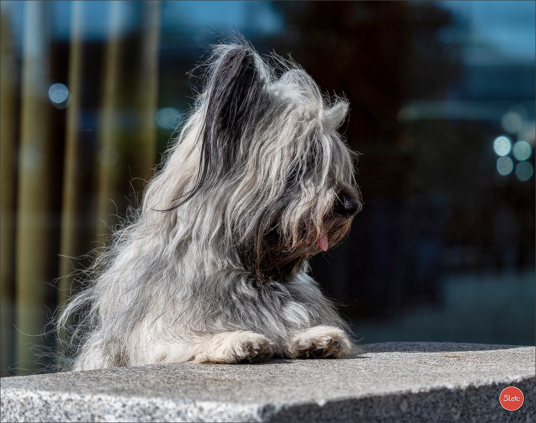 Expo canine   🇫🇷   Mulhouse 5-6/04/2025. Photographe à Strasbourg | Portraits, Studio, Enfants, Événements