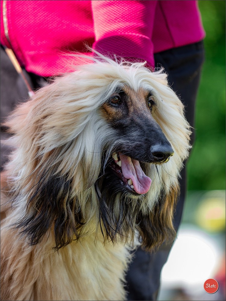 Dog Show Hallbergmoos  🇩🇪  11-13/07/2025. Photographe à Strasbourg | Portraits, Studio, Enfants, Événements