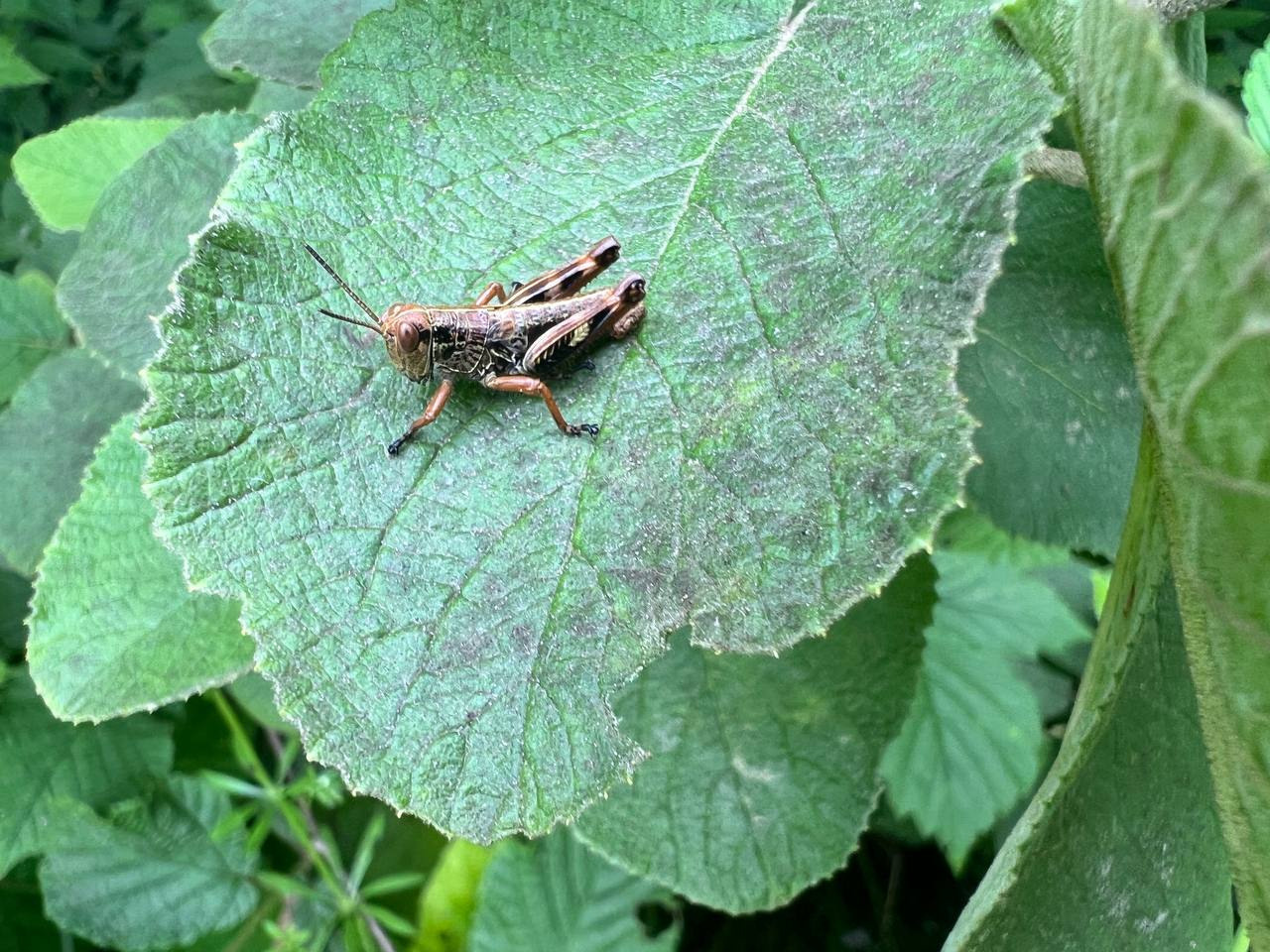 Семейный лагерь «Горные тропы». Семейные лагеря в Европе с Ниной Янечковой и Ириной Зиновьевой