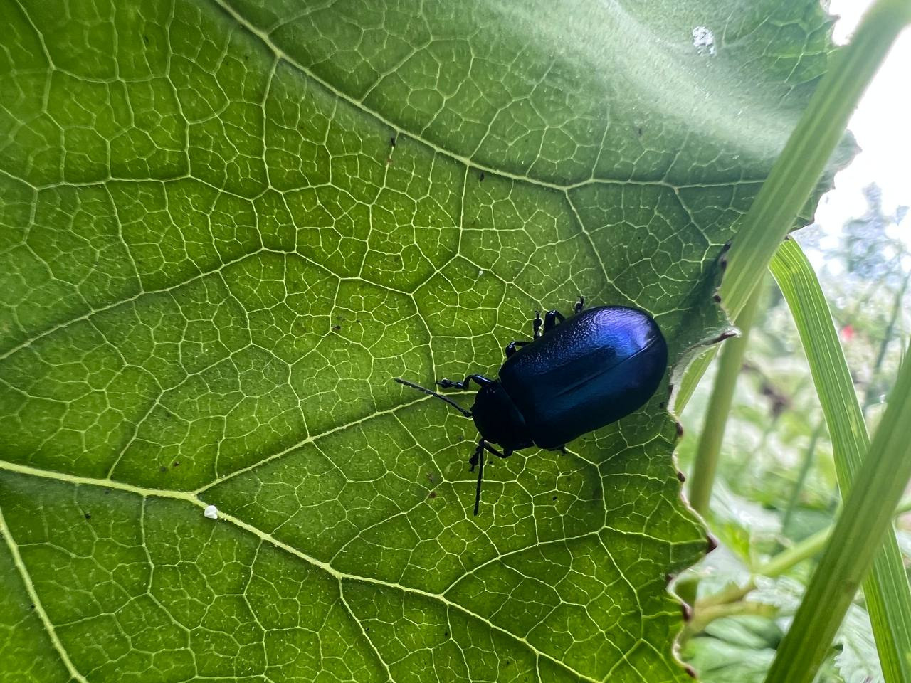 Семейный лагерь «Горные тропы». Семейные лагеря в Европе с Ниной Янечковой и Ириной Зиновьевой