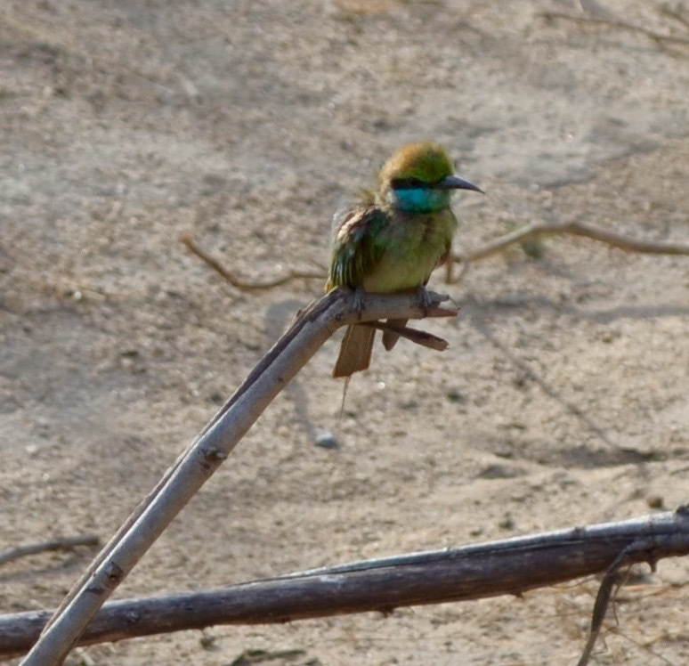 Sri Lanka — Maldives. Milok et Kirok sont des gens positifs et réels. Nous serons ravis de v