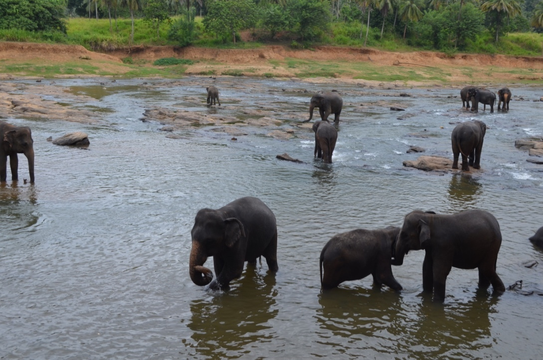 Sri Lanka — Maldives. Milok et Kirok sont des gens positifs et réels. Nous serons ravis de v