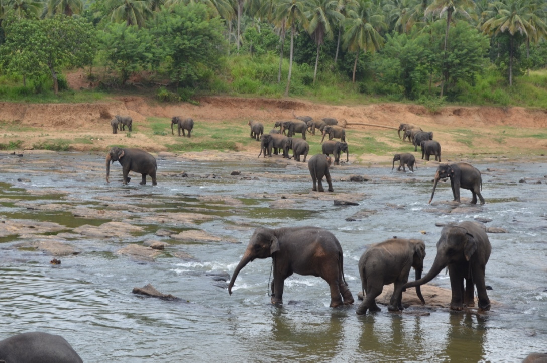 Sri Lanka — Maldives. Milok et Kirok sont des gens positifs et réels. Nous serons ravis de v