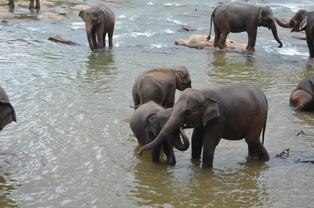 Sri Lanka — Maldives. Milok et Kirok sont des gens positifs et réels. Nous serons ravis de v