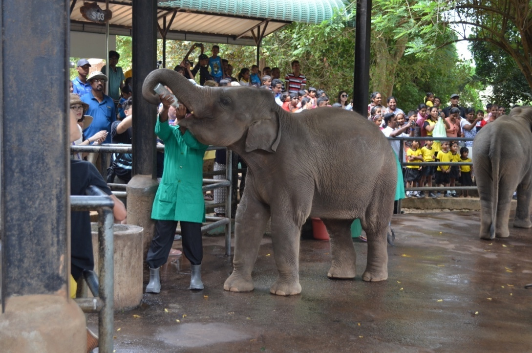 Sri Lanka — Maldives. Milok et Kirok sont des gens positifs et réels. Nous serons ravis de v