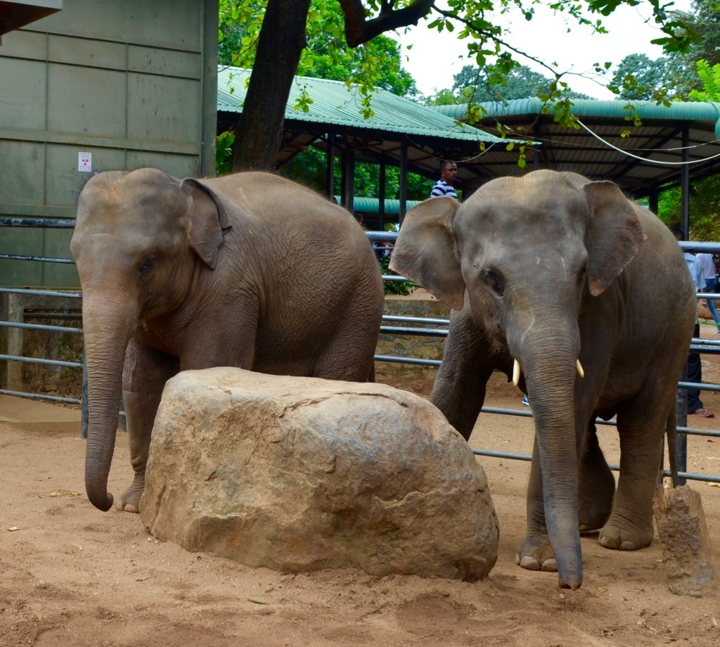 Sri Lanka — Maldives. Milok et Kirok sont des gens positifs et réels. Nous serons ravis de v