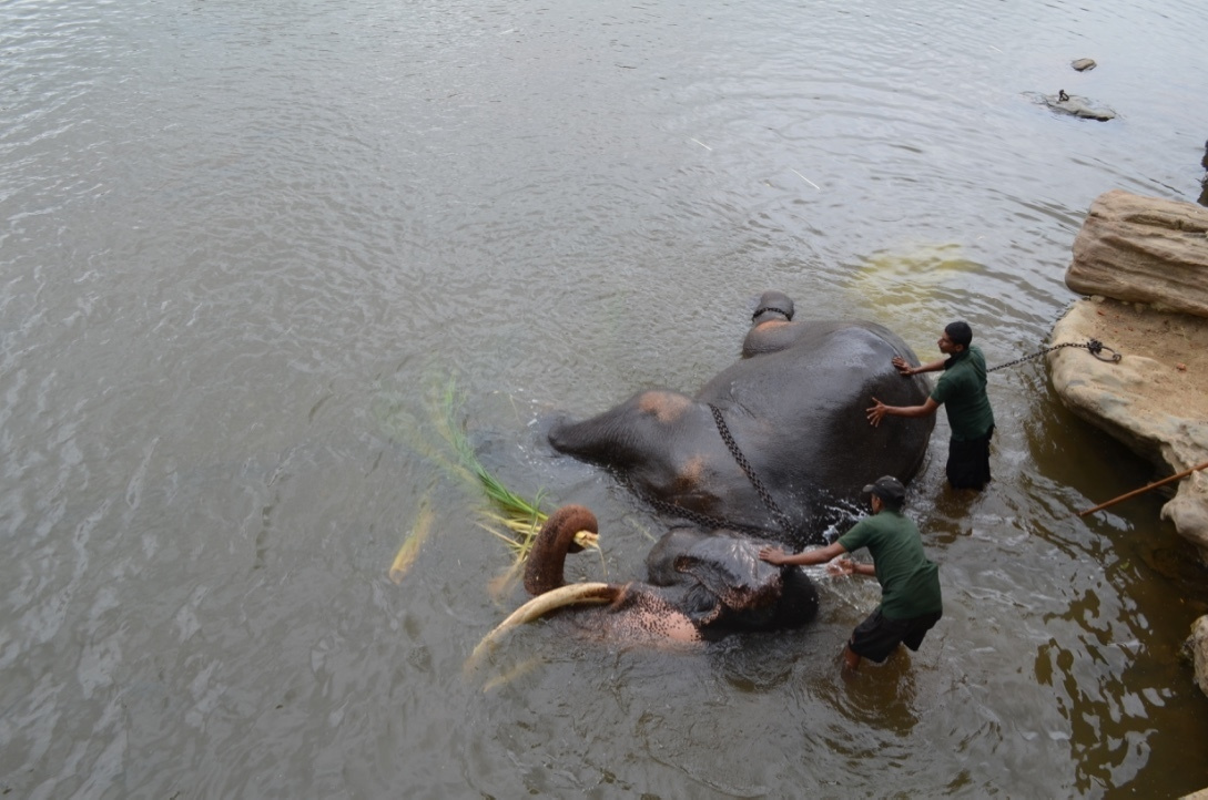 Sri Lanka — Maldives. Milok et Kirok sont des gens positifs et réels. Nous serons ravis de v