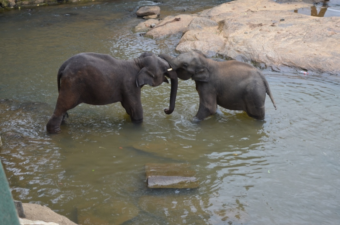 Sri Lanka — Maldives. Milok et Kirok sont des gens positifs et réels. Nous serons ravis de v