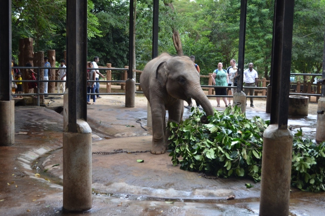 Sri Lanka — Maldives. Milok et Kirok sont des gens positifs et réels. Nous serons ravis de v