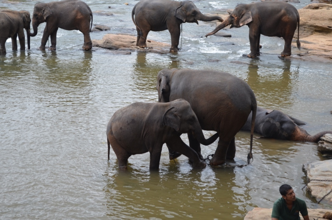 Sri Lanka — Maldives. Milok et Kirok sont des gens positifs et réels. Nous serons ravis de v