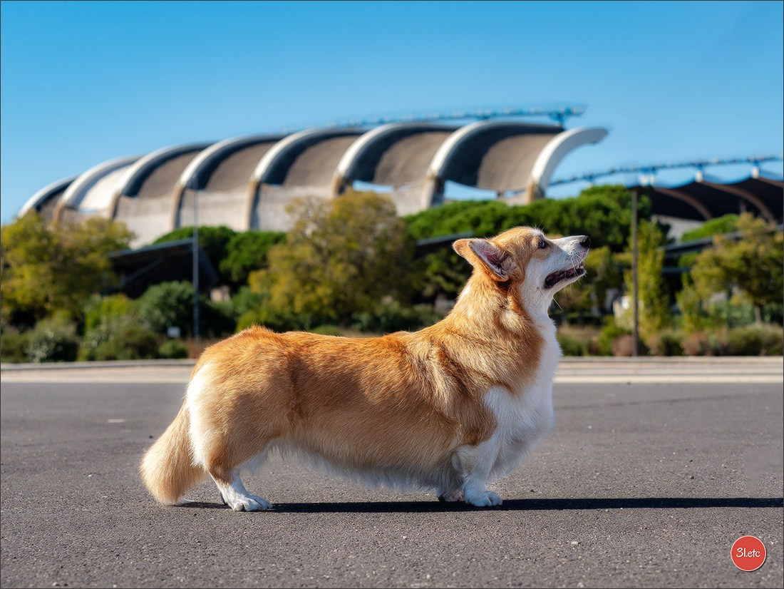 Expo canine 🇫🇷 Beziers 11-12/10/2025. Photographe à Strasbourg | Portraits, Studio, Enfants, Événements