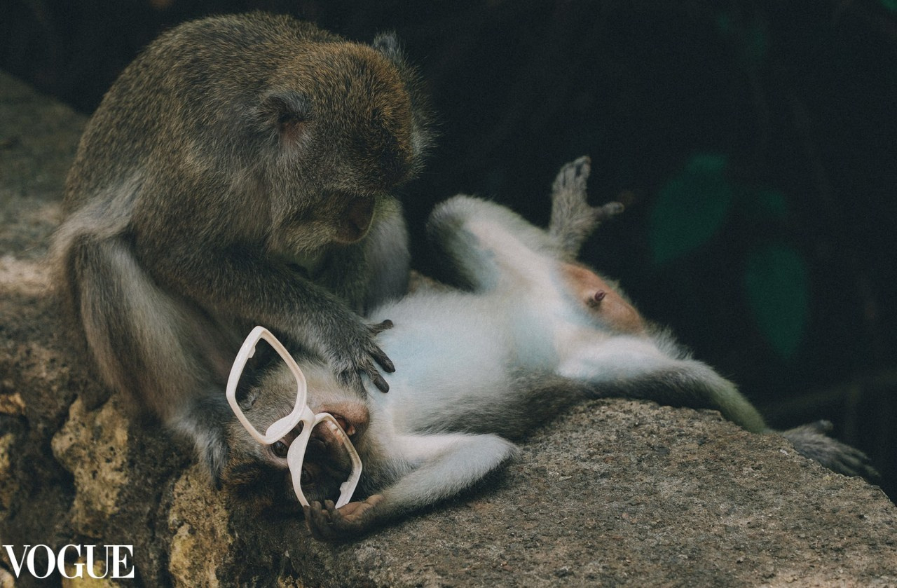 Monkeys relaxing in Bali. Travelling photography.