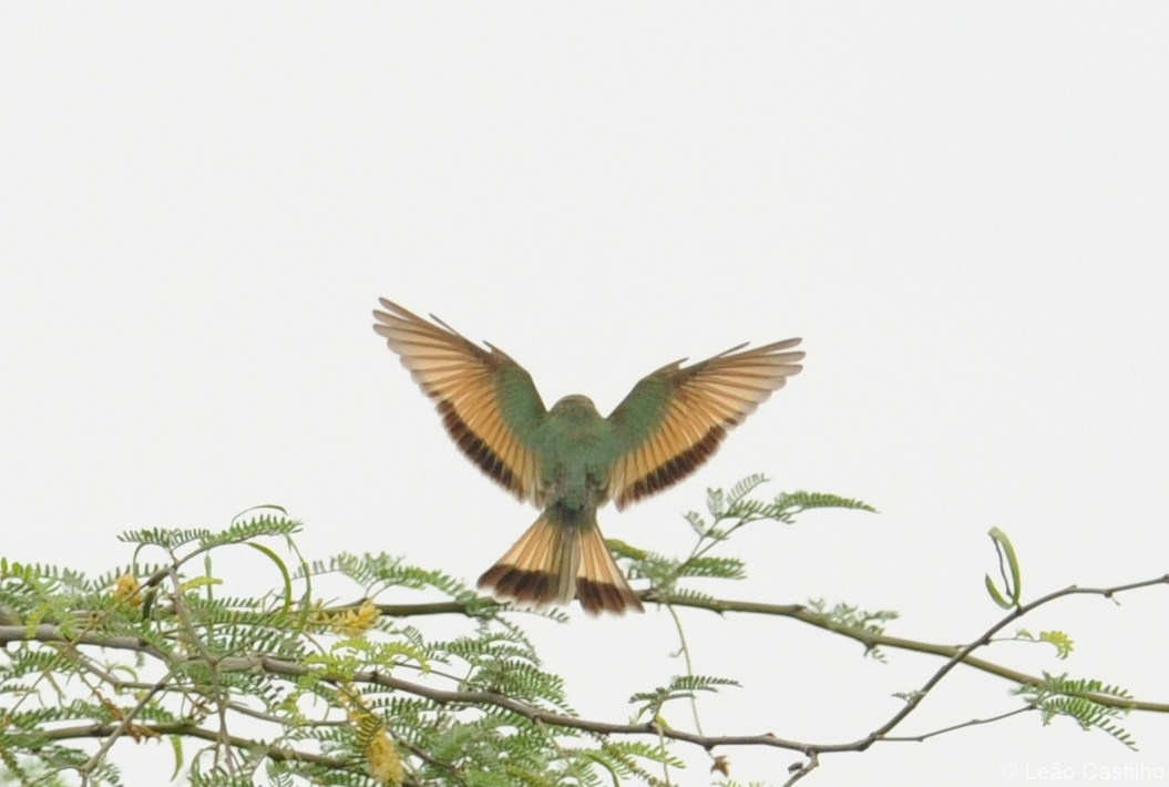 Photos of animals. Simbahalu