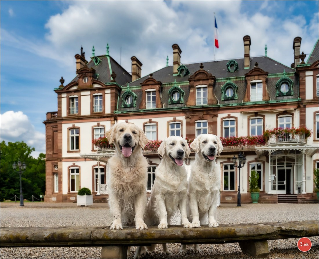 Expo canine Strasbourg  🇫🇷  23-24/08/2025. Photographe à Strasbourg | Portraits, Studio, Enfants, Événements