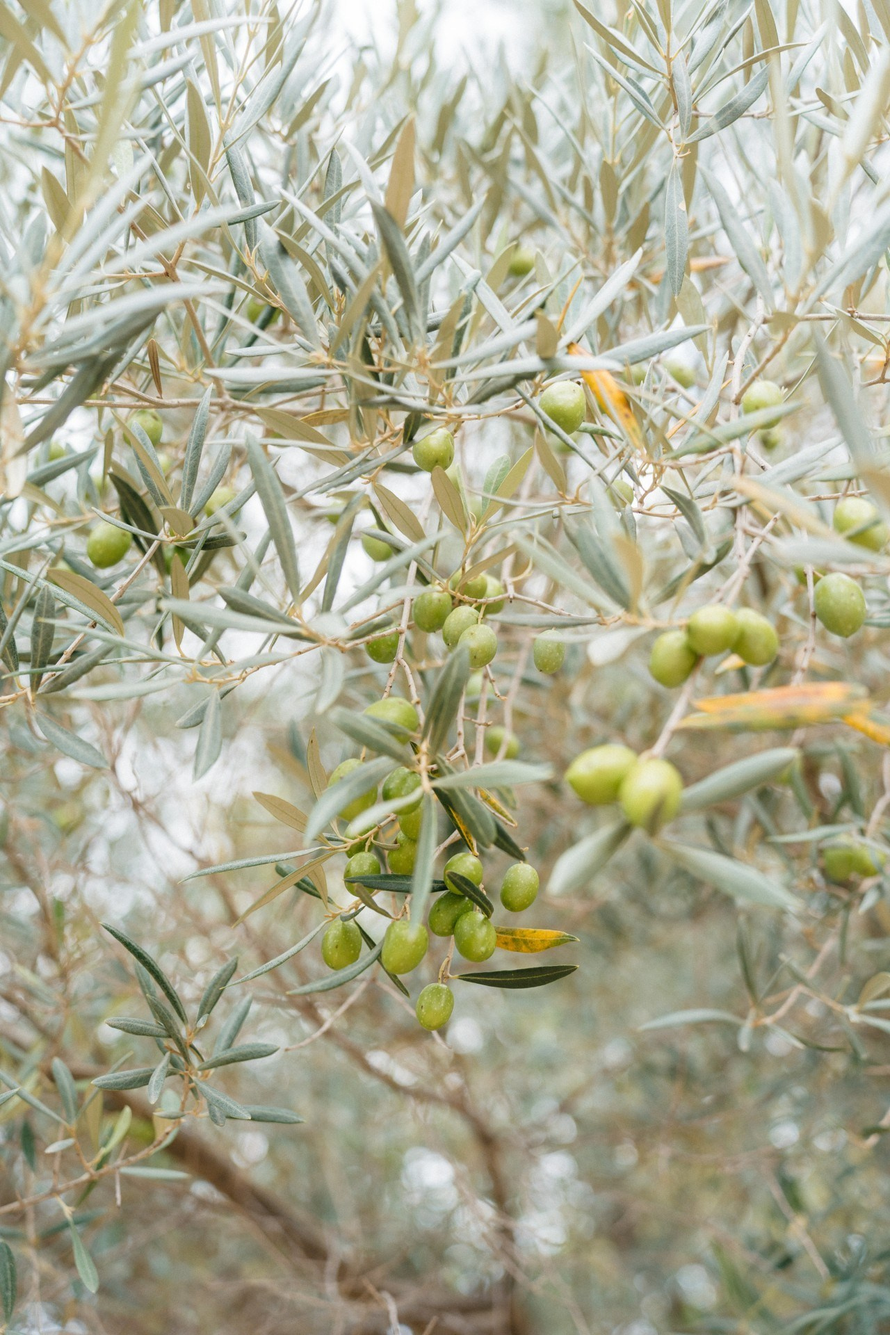 Provence & Promises. Wedding photograper — Alex Popov photography Germany, Switzerland, Italy, France. Based in Stuttgart