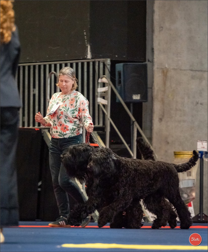 Expo canine   🇫🇷   Mulhouse 5-6/04/2025. Photographe à Strasbourg | Portraits, Studio, Enfants, Événements