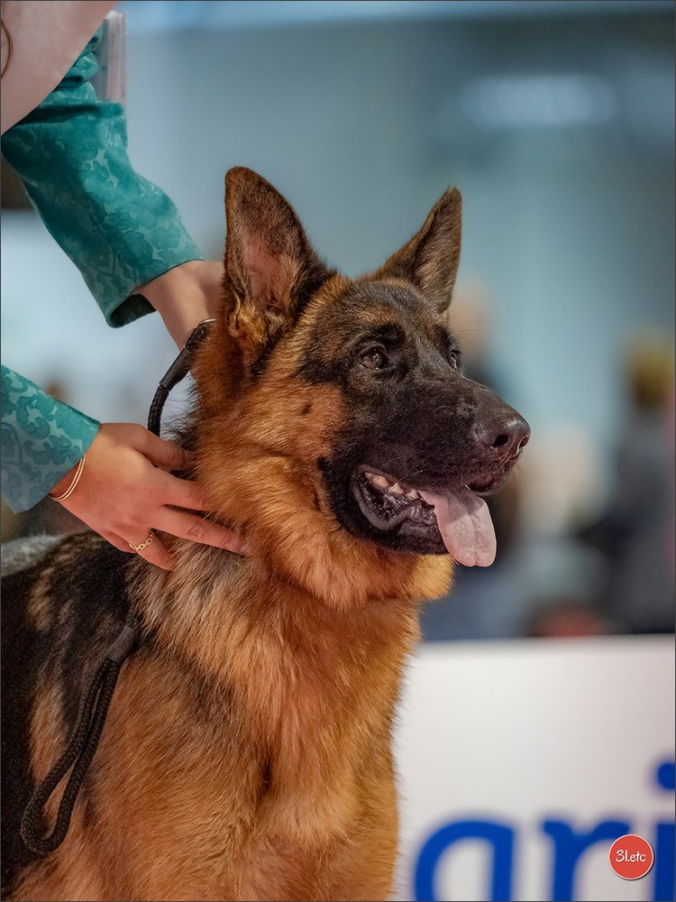 Expo canine 🇫🇷 Beziers 11-12/10/2025. Photographe à Strasbourg | Portraits, Studio, Enfants, Événements