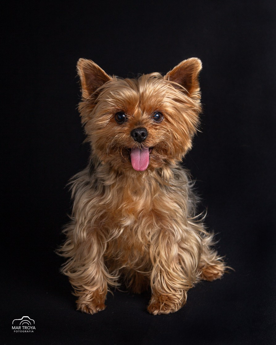 Fotos con huella, fotografía de perros y mascotas en Sevilla