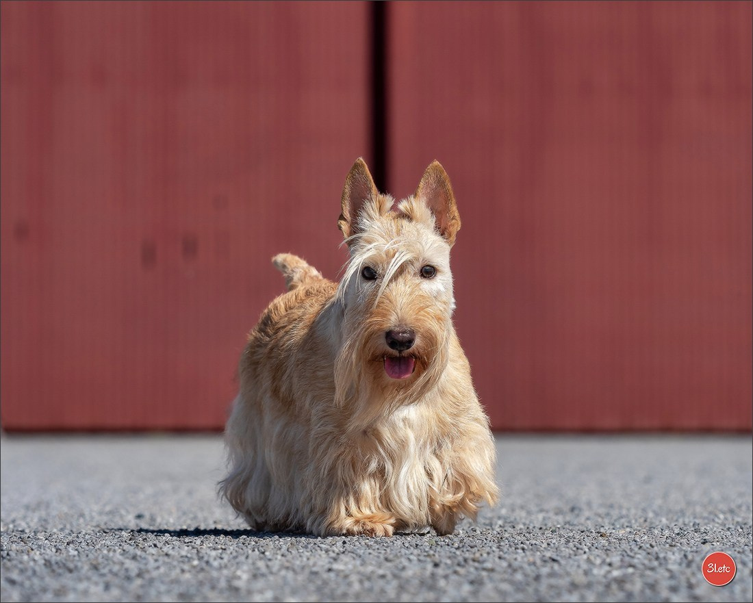 Expo canine 🇫🇷 MARGNY LES COMPIEGNE 06-07/09/2025. Photographe à Strasbourg | Portraits, Studio, Enfants, Événements