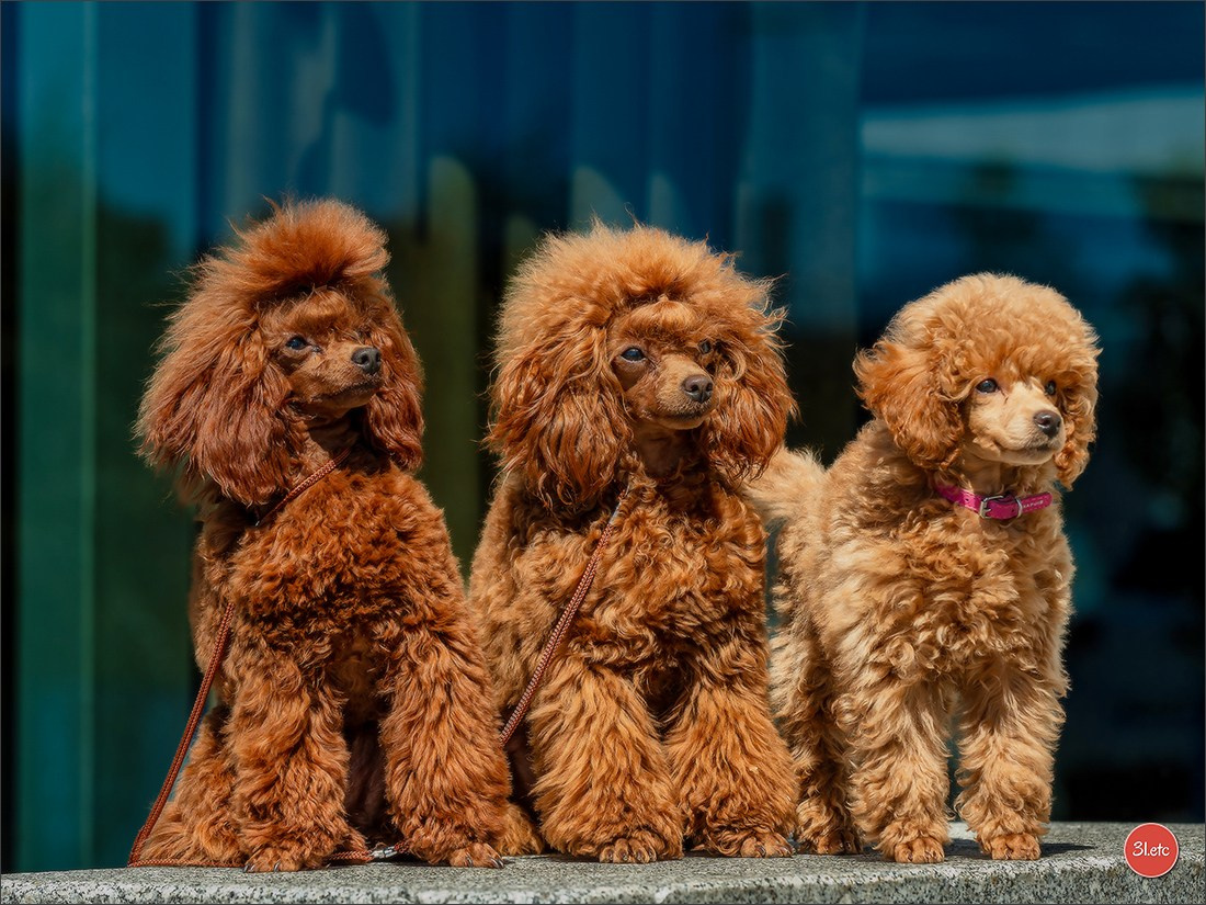Expo canine   🇫🇷   Mulhouse 5-6/04/2025. Photographe à Strasbourg | Portraits, Studio, Enfants, Événements