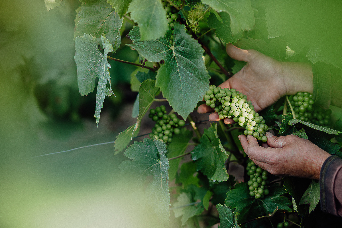 Nathalie Liebart Champagne. Ksenia Marchand/ Lifestyle photographer in Paris