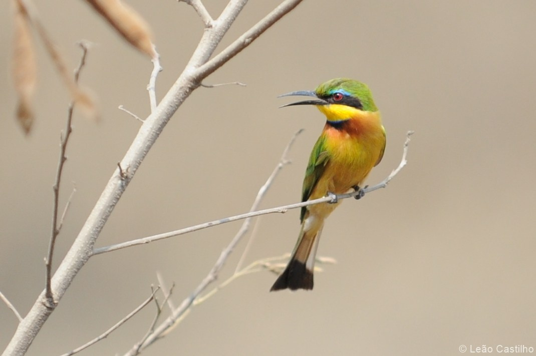 Photos of animals. Simbahalu