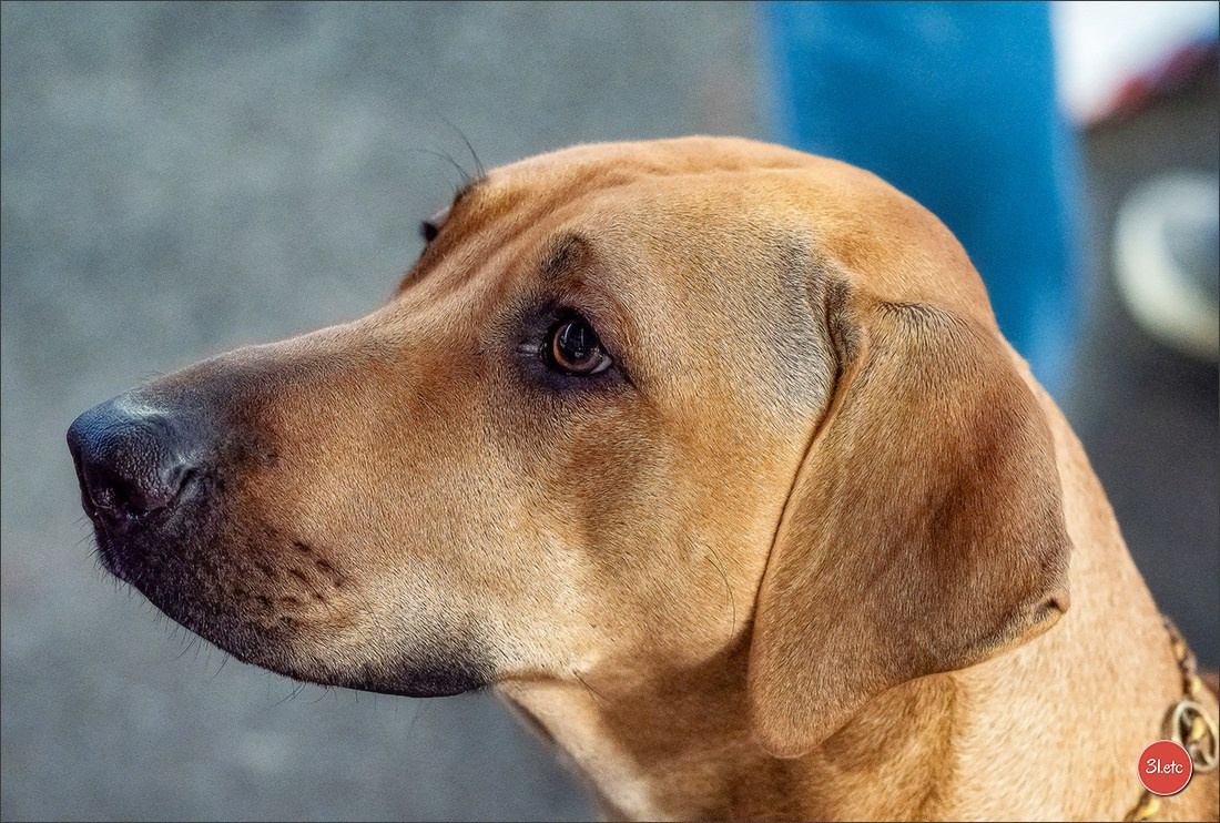 Expo canine 🇫🇷 Poitiers 18-19/10/2025. Photographe à Strasbourg | Portraits, Studio, Enfants, Événements