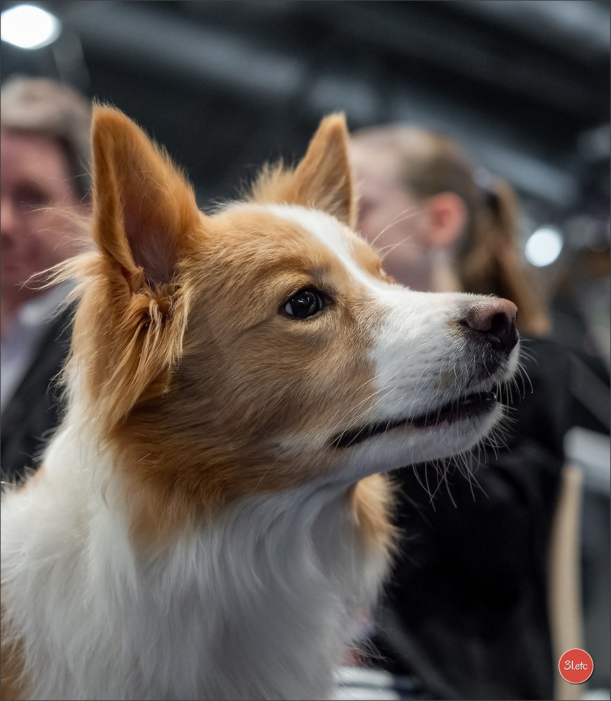 Expo canine   🇫🇷   Mulhouse 5-6/04/2025. Photographe à Strasbourg | Portraits, Studio, Enfants, Événements