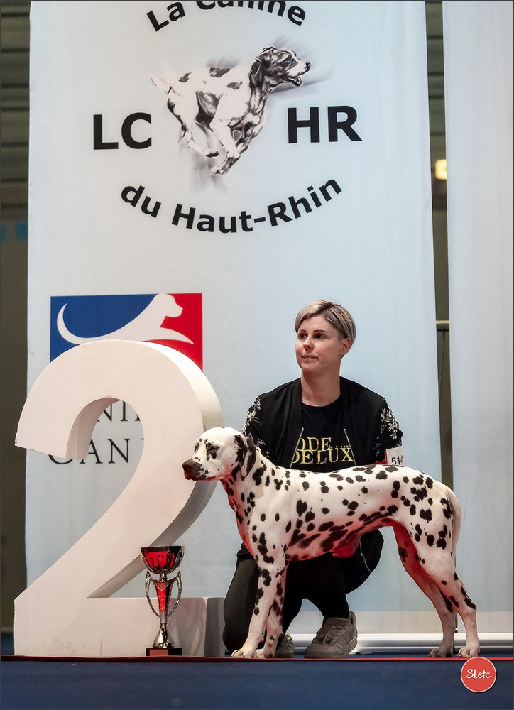 Expo canine   🇫🇷   Mulhouse 5-6/04/2025. Photographe à Strasbourg | Portraits, Studio, Enfants, Événements