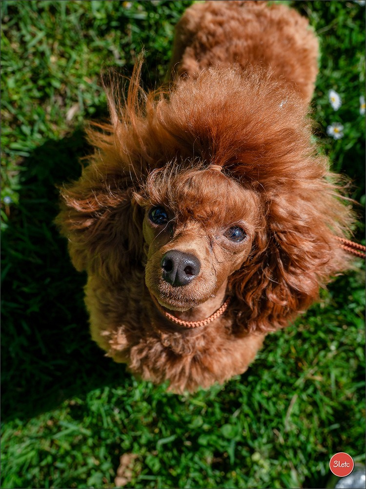 Expo canine   🇫🇷   Mulhouse 5-6/04/2025. Photographe à Strasbourg | Portraits, Studio, Enfants, Événements