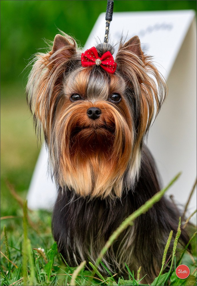 Dog Show Hallbergmoos  🇩🇪  11-13/07/2025. Photographe à Strasbourg | Portraits, Studio, Enfants, Événements