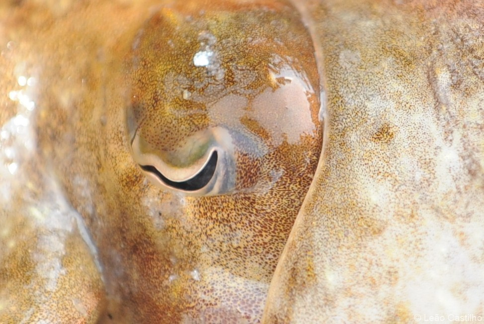 Photos of animals. Simbahalu