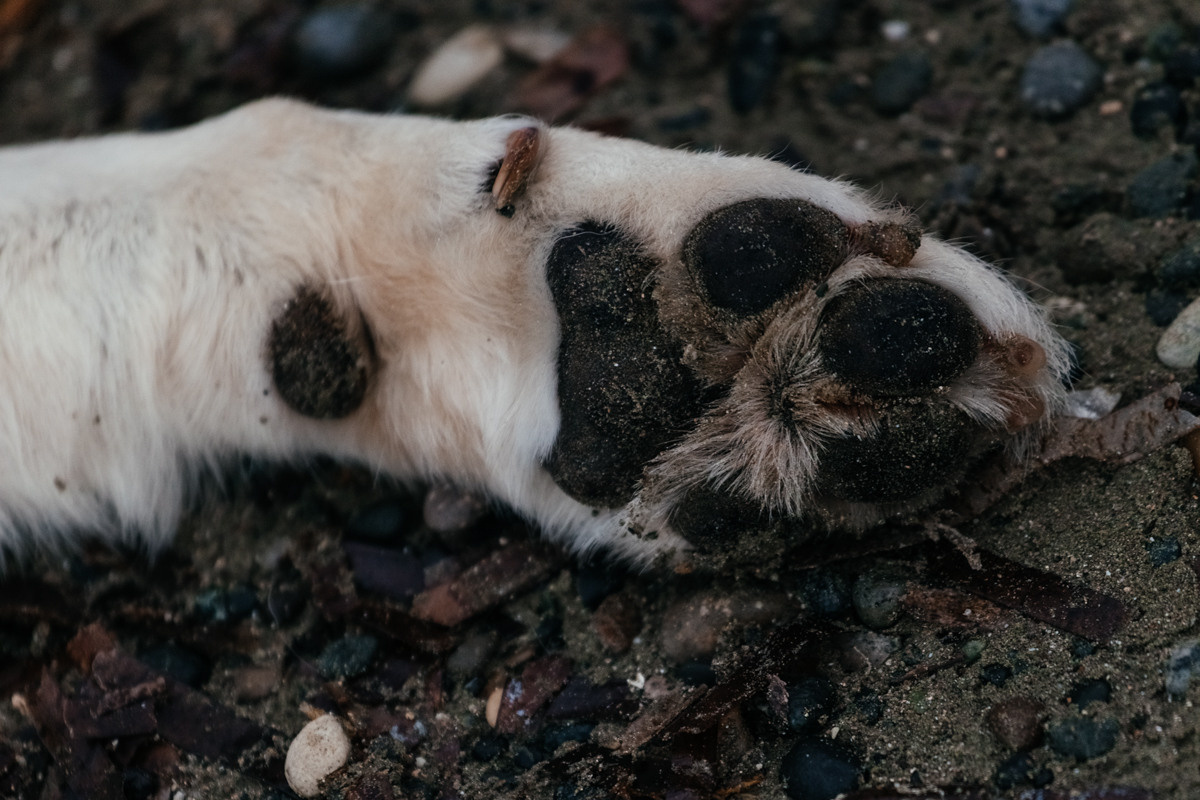 фотограф Ларнака