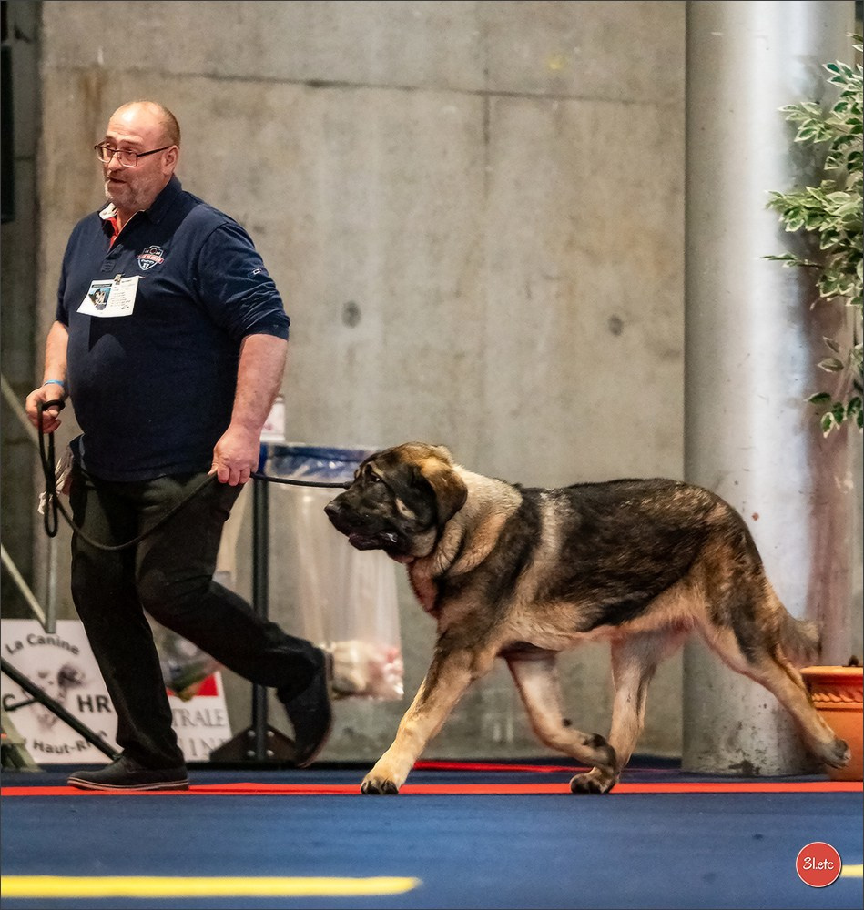 Expo canine   🇫🇷   Mulhouse 5-6/04/2025. Photographe à Strasbourg | Portraits, Studio, Enfants, Événements