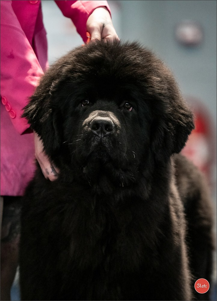 Expo canine   🇫🇷   Mulhouse 5-6/04/2025. Photographe à Strasbourg | Portraits, Studio, Enfants, Événements