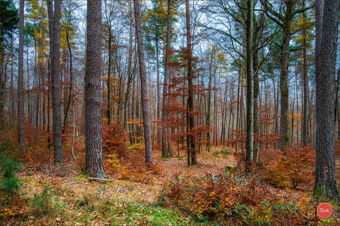 Rocher du Pfaffenlapp. Photographe à Strasbourg | Portraits, Studio, Enfants, Événements