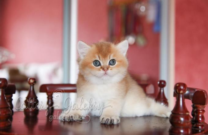 british shorthair golden, british shorthair golden cattery, british shorthair cattery greece, british golden chinchilla greece, british shorthair price, british shorthair Cyprus price, british shorthair Limassol price, cattery british shorthair Limassol, cattery british shorthair Cyprus, british shorthair kittens price, british kittens limassol, british shorthair limassol