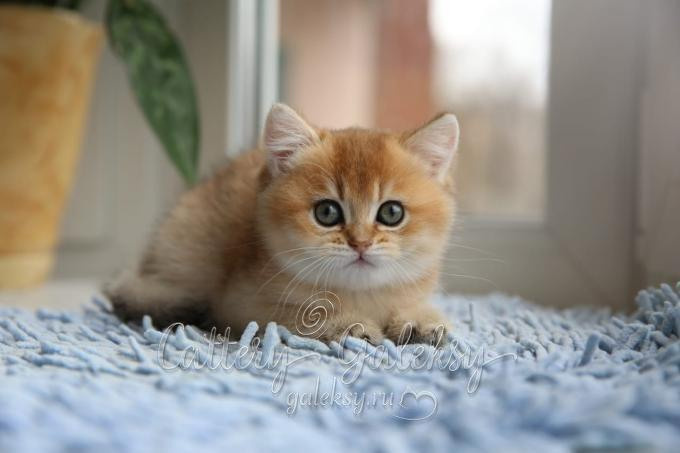british shorthair golden, british shorthair golden cattery, british shorthair cattery greece, british golden chinchilla greece, british shorthair price, british shorthair Cyprus price, british shorthair Limassol price, cattery british shorthair Limassol, cattery british shorthair Cyprus, british shorthair kittens price, british kittens limassol, british shorthair limassol