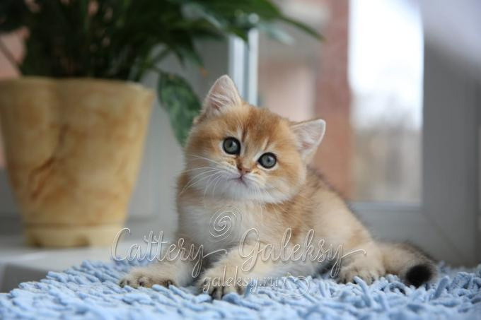 british shorthair golden, british shorthair golden cattery, british shorthair cattery greece, british golden chinchilla greece, british shorthair price, british shorthair Cyprus price, british shorthair Limassol price, cattery british shorthair Limassol, cattery british shorthair Cyprus, british shorthair kittens price, british kittens limassol, british shorthair limassol