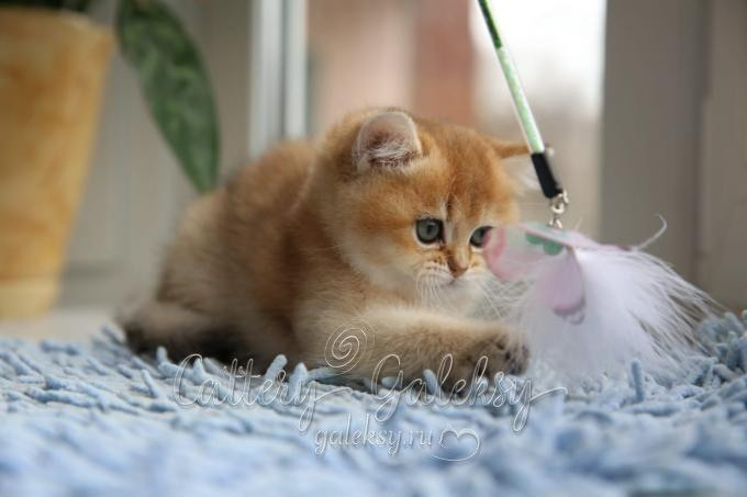 british shorthair golden, british shorthair golden cattery, british shorthair cattery greece, british golden chinchilla greece, british shorthair price, british shorthair Cyprus price, british shorthair Limassol price, cattery british shorthair Limassol, cattery british shorthair Cyprus, british shorthair kittens price, british kittens limassol, british shorthair limassol