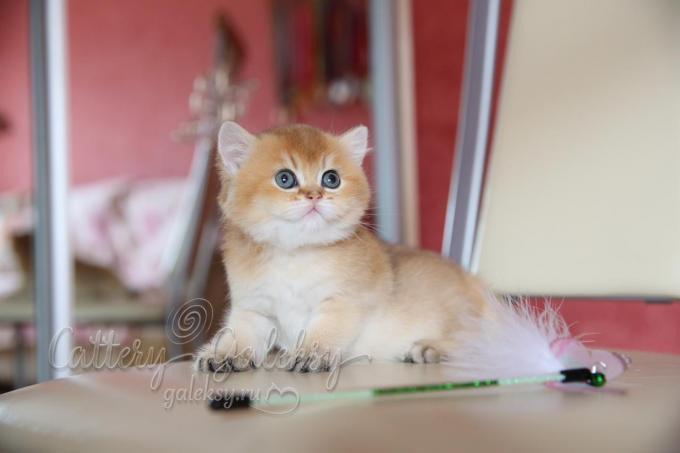 british shorthair golden, british shorthair golden cattery, british shorthair cattery greece, british golden chinchilla greece, british shorthair price, british shorthair Cyprus price, british shorthair Limassol price, cattery british shorthair Limassol, cattery british shorthair Cyprus, british shorthair kittens price, british kittens limassol, british shorthair limassol