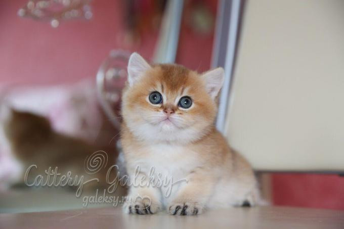british shorthair golden, british shorthair golden cattery, british shorthair cattery greece, british golden chinchilla greece, british shorthair price, british shorthair Cyprus price, british shorthair Limassol price, cattery british shorthair Limassol, cattery british shorthair Cyprus, british shorthair kittens price, british kittens limassol, british shorthair limassol