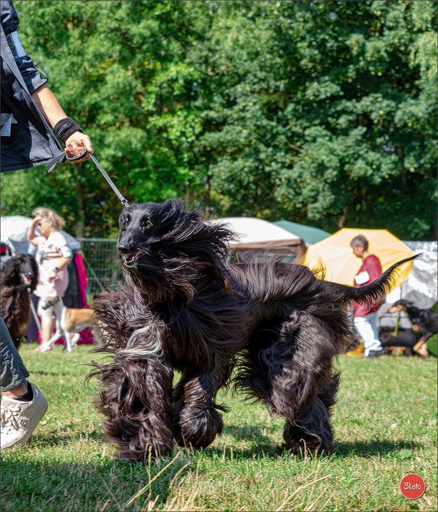 Dog Show Hallbergmoos  🇩🇪  11-13/07/2025. Photographe à Strasbourg | Portraits, Studio, Enfants, Événements