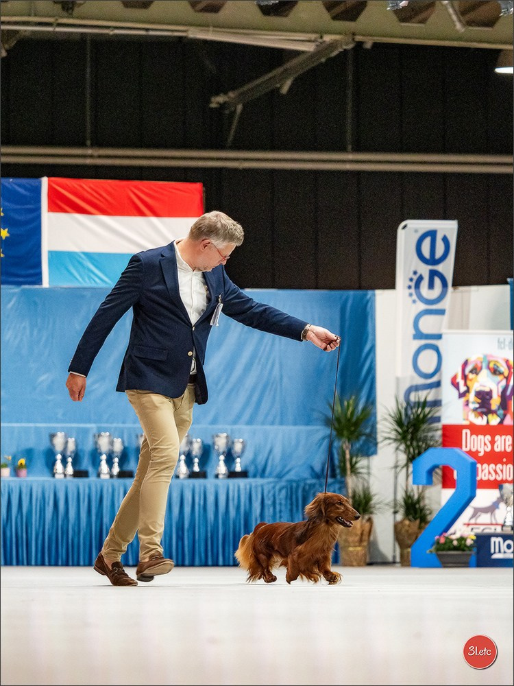 🇱🇺 LUXEMBOURG 🇱🇺 International Dog Show 🇱🇺 30/08 - 31/08/2025. Photographe à Strasbourg | Portraits, Studio, Enfants, Événements