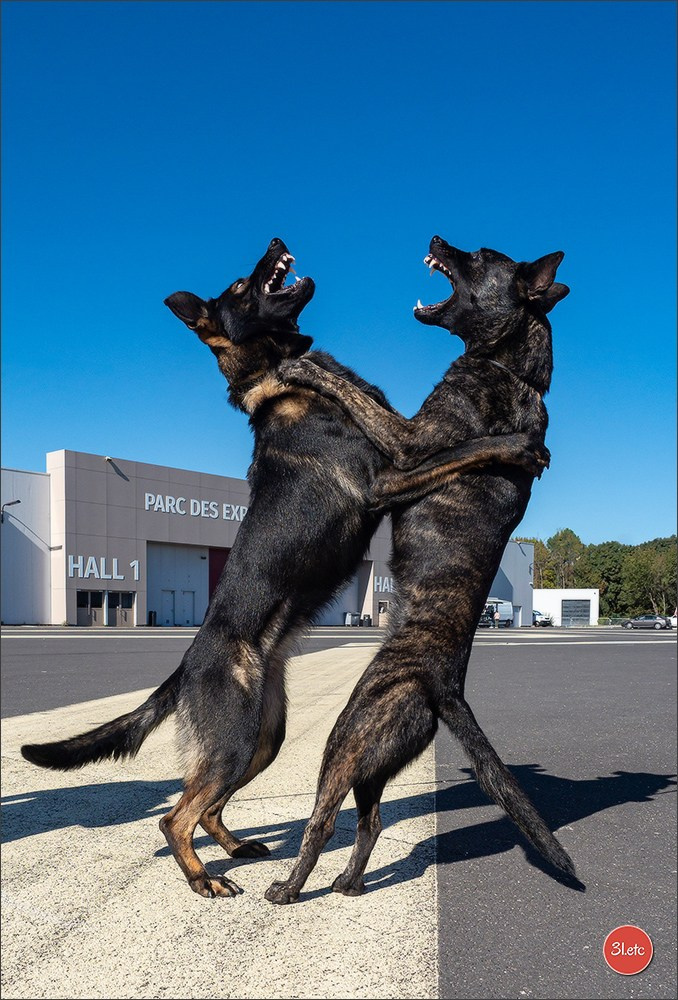 Expo canine 🇫🇷 Beziers 11-12/10/2025. Photographe à Strasbourg | Portraits, Studio, Enfants, Événements
