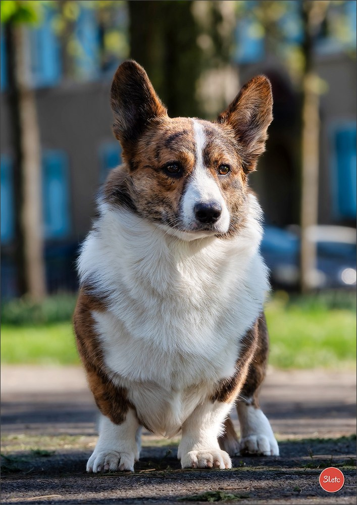 Expo canine   🇫🇷   Mulhouse 5-6/04/2025. Photographe à Strasbourg | Portraits, Studio, Enfants, Événements