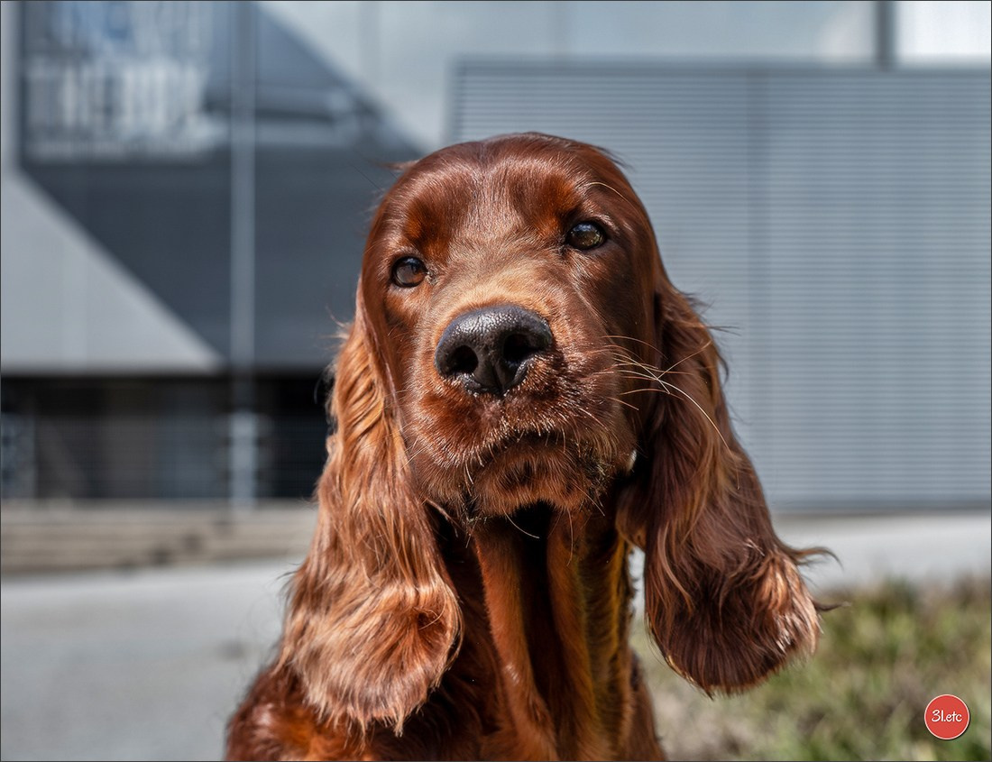 🇱🇺 LUXEMBOURG 🇱🇺 International Dog Show 🇱🇺 30/08 - 31/08/2025. Photographe à Strasbourg | Portraits, Studio, Enfants, Événements