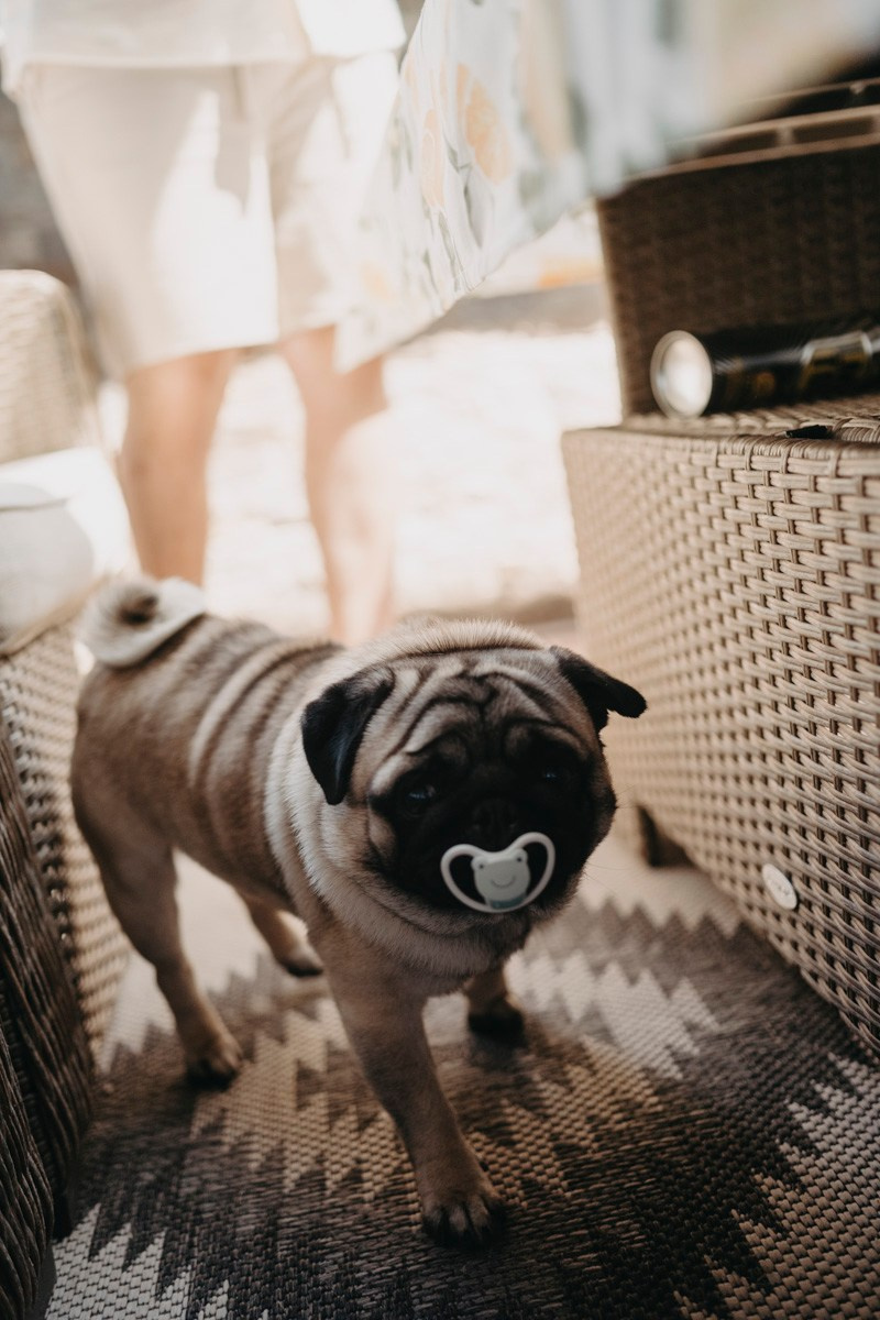 Jelena, Uros i Vasilije / porodicno fotografisanje kod kuce. Deciji i porodicni fotograf u Beogradu Oksana Skendzic