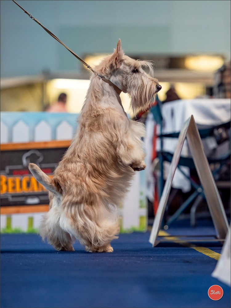 Expo canine   🇫🇷   Mulhouse 5-6/04/2025. Photographe à Strasbourg | Portraits, Studio, Enfants, Événements